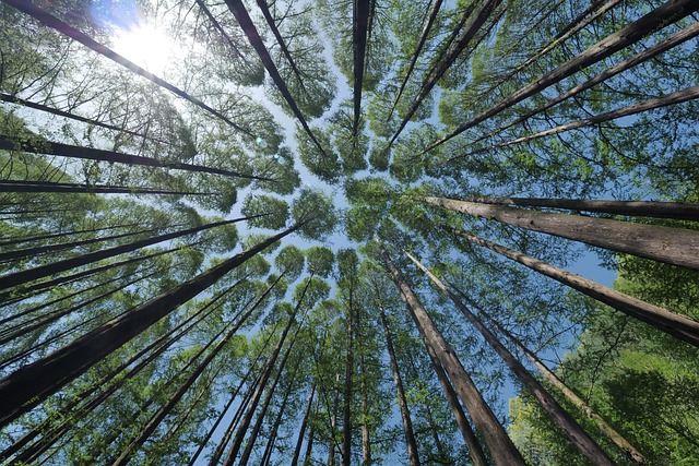 trees-4450514_640